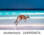 Small photo of Kangaroo hopping / jumping mid air on sand near the surf on the beach at Lucky Bay, Cape Le Grand National Park, Esperance, Western Australia