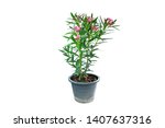 Small photo of Oleander or Sweet Oleander well know as Rose Bay (Nerium oleander L.). pink flower blooming in a black pot. Ornamental green plants for decoration tropical garden isolated on white background