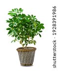 Small photo of Octopus Tree or Umbrella Tree (Schefflera Actinophylla). Green house plant in black plastic pot . Schefflera plant for modern interior decoration. Beautiful Octopus tree, isolated on white background