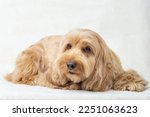 Small photo of Happy Cockapoo dog lying on floor isolated white background. Puppy Cockapoo or adorable cocker is mixed breeding animal (brown fur Cocker Spaniel, Poodle) Funny hairy canine. Cute dog lay on table