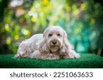 Small photo of Puppy Cockapoo dog sleeping (mixed breed cute Cocker Spaniel, baby Poodle) Happy pet health care, animal concept. Portrait little hairy Cocker spaniel dog lying on green grass blurry background