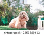 Small photo of Happy Cockapoo dog sit on green grass. Puppy Cockapoo or adorable cocker is mixed breeding animal (brown fur Cocker Spaniel, Poodle) Funny hairy canine. Cute Cocker dog in garden blurry background