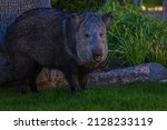 A Large Javelina Standing On A...