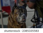 Small photo of A SENIOR CANE CORSO WITH BEAUTIFUL EYES AND A BLURRY BACKGROUND AT THE DECKERS DOG O WEEN EVENT IN LA JOLLA CALIFORNIA