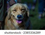 Small photo of A GOLDEN RETRIEVER AT THE DECKERS DOG O WEEN EVENT IN LA JOLLA CALIFORNIA