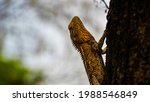 A Chameleon Perched On A Gum...