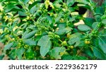 Small photo of Withania somnifera plant known as Ashwagandha. Indian ginseng herbs, poison gooseberry, or winter cherry green leaves. Ashwagandha Benefits For weight, stress and healthcare