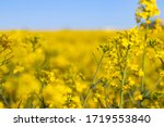 Bright yellow canola flower closeup isolated in the field of very vibrant yellow flowers with shallow depth of field.