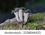 Small photo of Craterellus cornucopioides, or horn of plenty, is an edible mushroom. It is also known as the black chanterelle, black trumpet, trompette de la mort, trombetta dei morti or trumpet of the dead.