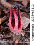 Small photo of Clathrus archeri is a beautiful inedible octopus-like stinkhorn. It grows in 2 distinct stages, first an egg stage followed by the fungal "arms" emerging.