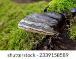Small photo of Fomes fomentarius.The species produces very large polypore fruit bodies which are shaped like a horse's hoof and vary in colour from a silvery grey to almost black though they are normally brown.
