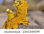 Small photo of Xanthoria parietina is a foliose lichen in the family Teloschistaceae.It has wide distribution,and many common names such as common beauty, orange color, beauty in nature, beautiful, xanthoria parieti