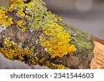 Small photo of Xanthoria parietina is a foliose lichen in the family Teloschistaceae.It has wide distribution,and many common names such as common beauty, orange color, beauty in nature, beautiful, xanthoria parieti