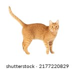 Arched cat standing in side view isolated on white background