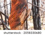 Photograph Of Trees Burnt By...