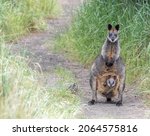A Mother Wallaby And Her Joey...