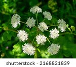 Small photo of An English Pignut flower in Summer Bloom