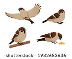 Set of sparrows in different poses isolated on white background. Collection of sparrow birds icons vector illustration.