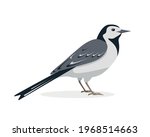 White Wagtail bird. Japanese Pied icon isolated on white background. Vector illustration for nature design.