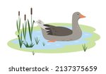 Waterfowl Greylag Goose in pond or lake. Wild migratory Bird goose icon isolated on white background. Vector flat or cartoon illustration for nature or farm design.