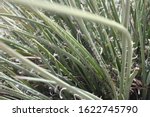 Small photo of the blades of a red yucca plant 5526