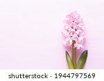 Pink Hyacinth Flower  Spring...