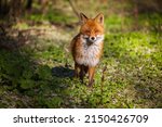 Wild Fox In The Pripyat City...