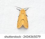 Small photo of The buff ermine (Spilarctia luteum) is a moth of the family Erebidae.