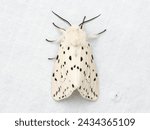 Small photo of Spilosoma lubricipeda, the white ermine, is a moth of the family Erebidae.