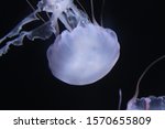 Small photo of The smoothest of jellyfish swimming in the dark water.