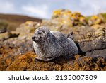 Seal Sunbathing On  A Rock In...