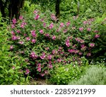 Small photo of Himalayan Balsam is an aggressively invasive plant that threatens native species and damages the banks of rivers and waterways and is often the subject of balsam bashing events by conservationists