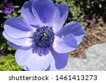 Blue Anemone In Garden Close Up 