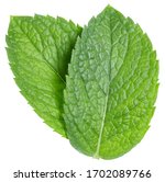 Green Mint Pepper Leaf Isolated ...