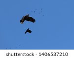 Crow chasing a Bald Eagle at Chinoteague NWR