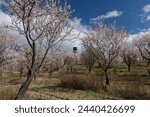 Alomnd orchard and lookout tower from Hustopece, Czech Republic