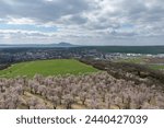 Blooming almond orchard in Hustopece Czech Republic