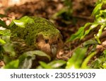 Wild endemic flightless Kakapo parrot in New Zealand
