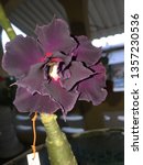 Small photo of Adenium (Desert Rose) Groggy Purple......flashy color. Photographed by Jonathan E Ramnarine