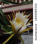 Small photo of Dragon fruit flower comes from a triangular cactus plant with tenuous spines. The flower buds erect, then enlarges and blooms a great white at night. It smells good like Wijaya Kusuma.