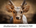 Small photo of Close up, Indian hog deer (Axis porcinus), or Indochinese hog deer.