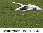 Dog Sleeping On The Grass In...