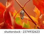 Small photo of Monarch butterfly clear chrysalis in the fall during migration ready to eclose. Danaus plexippus in autumn