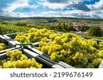 Grape harvest in Champagne. Seasonal workers in the vineyards. Typical village of Mesnil sur Oger in the background. Marne, France, September 2022