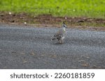 Small photo of Brisbane QLD, Australia - January, 27th 2023 - Crested Pigeon is crossing the road slowly but surely.