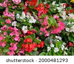 Colorful Wax Begonia Flowers...
