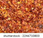Fallen maple leaves on the ground for background ideas
