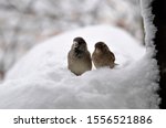 Small photo of sparrows brawlers looking for food under the snow