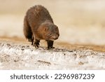 Small photo of American mink (Neogale vison) running on the ice in early spring morning.