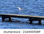 Seagull Landing On Wooden Jetty